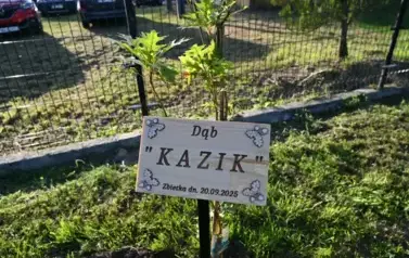 widzimy drzewko oraz plakietkę DĄB "KAZIK"