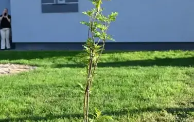 widzimy posadzone drzewko