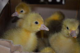 Na zdjęciu widać ż&oacute;łte pisklęta gęsi.