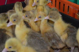 Rozdanie piskląt gęsi 4.04.2022r.