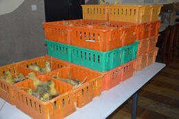 Rozdanie piskląt gęsi 4.04.2022r.