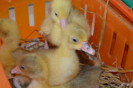 Rozdanie piskląt gęsi 4.04.2022r.