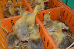 Rozdanie piskląt gęsi 4.04.2022r.