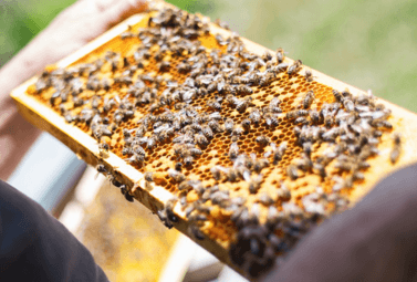 Zdjęcie do Uwaga Wielkopolscy Pszczelarze