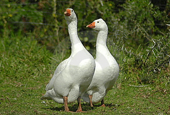 Zdjęcie do VI Festiwal Smak&oacute;w - "Gąska dobra na wszystko"